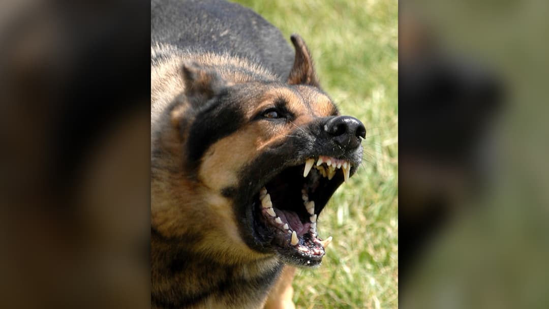 Growling Or Baring Teeth