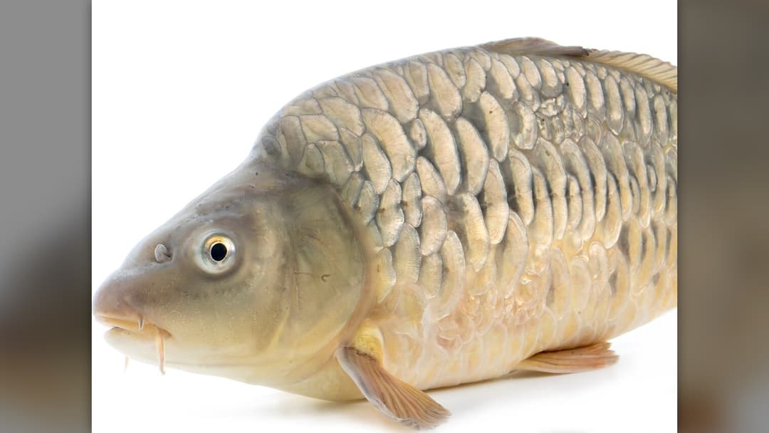 26. Czech Republic: Carp Scale In The Wallet
