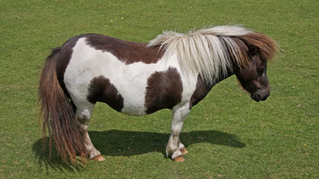 Horse sleeping standing upright in a green pasture