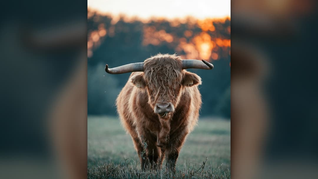 15 of the World's Most Solitary Animals
