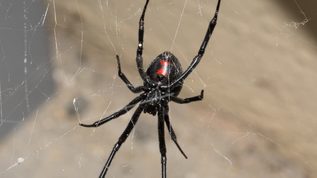 1. Black Widow Spider