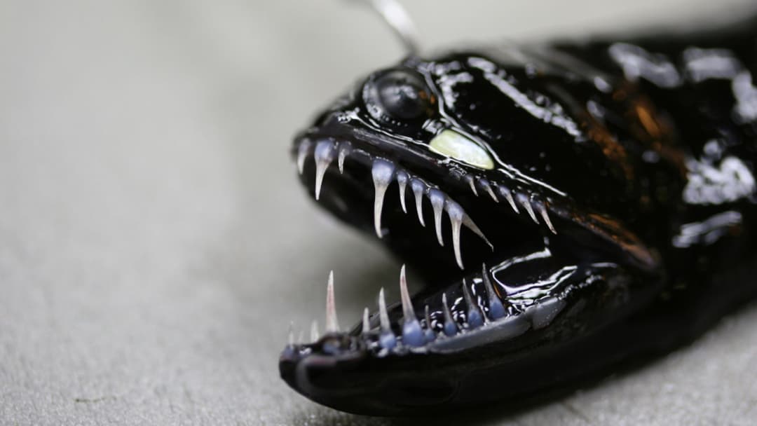 Deep-sea black dragonfish of family Stomiidae with elongated jaws and photophores