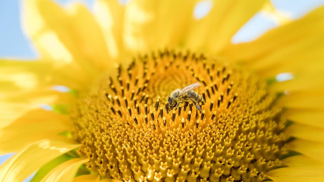 11. Sunflower Seeds