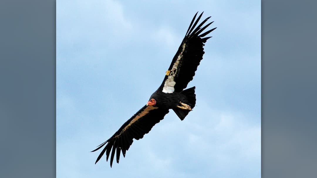 10. California Condor