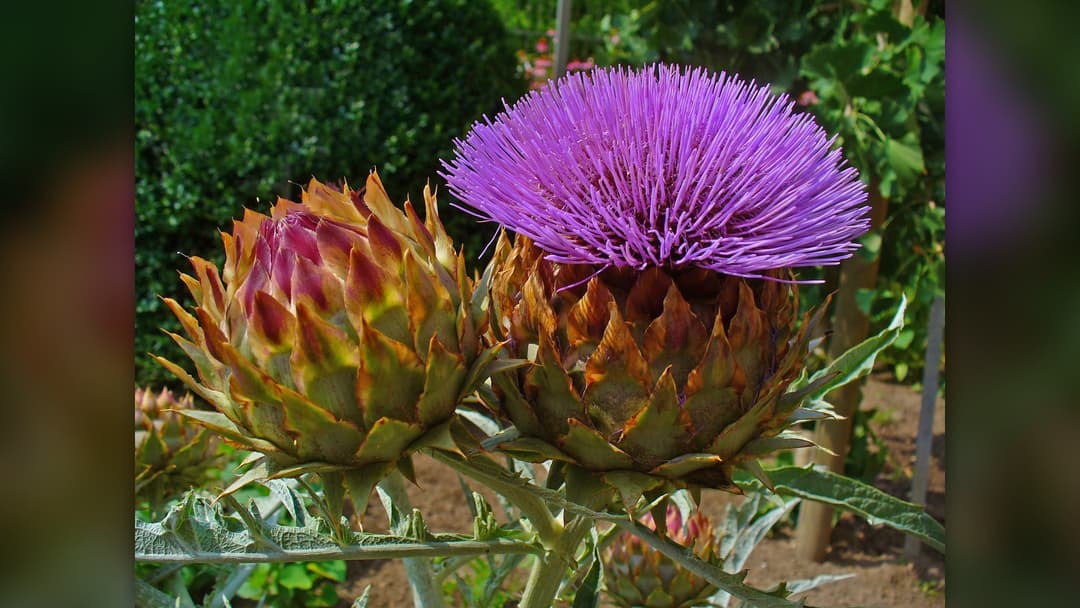 18. Artichokes