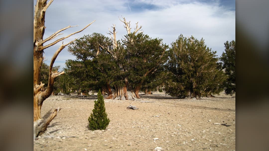 Ancient gnarled Great Basin bristlecone pine tree in the White Mountains of eastern California