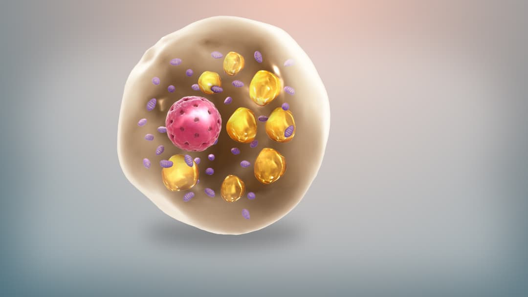 15. Brown Fat Thermogenesis