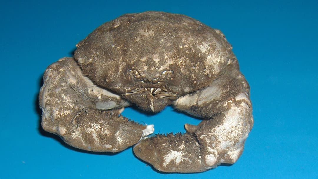 Fuzzy sponge crab of family Dromiidae carrying a fitted sponge cap on its carapace