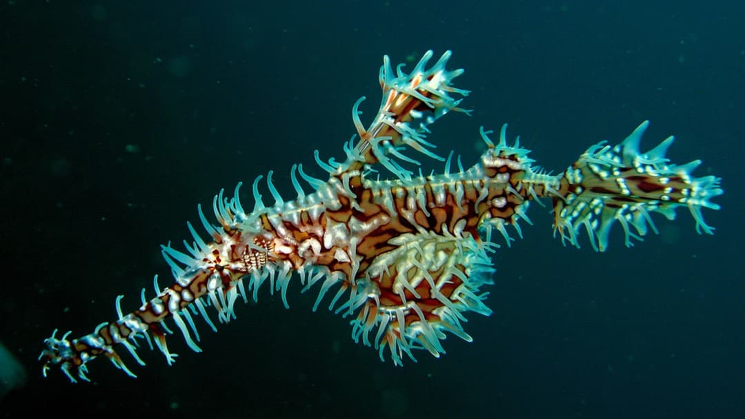 Tiny red coral-mimicking pipefish relative hovering among reef branches underwater