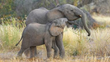 How a Baby Elephant Learns to Follow Its Mother