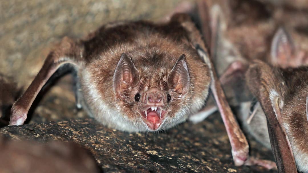 8. Vampire Bat And Count Dracula