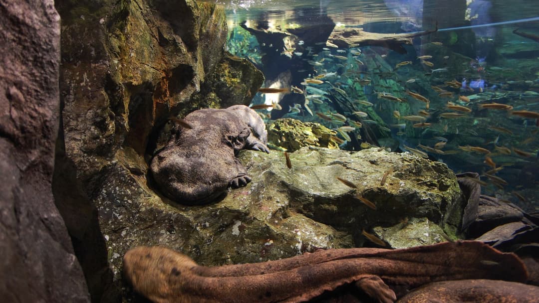 6. Japanese Giant Salamander And The Kappa
