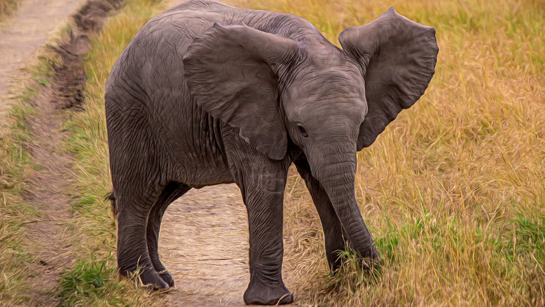 Baby African bush elephant calf standing beside its mother in Maasai Mara