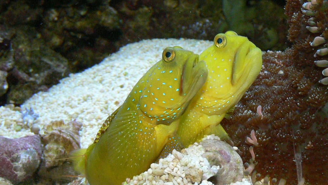 Bright electric-yellow shrimp goby perched on sandy coral rubble underwater