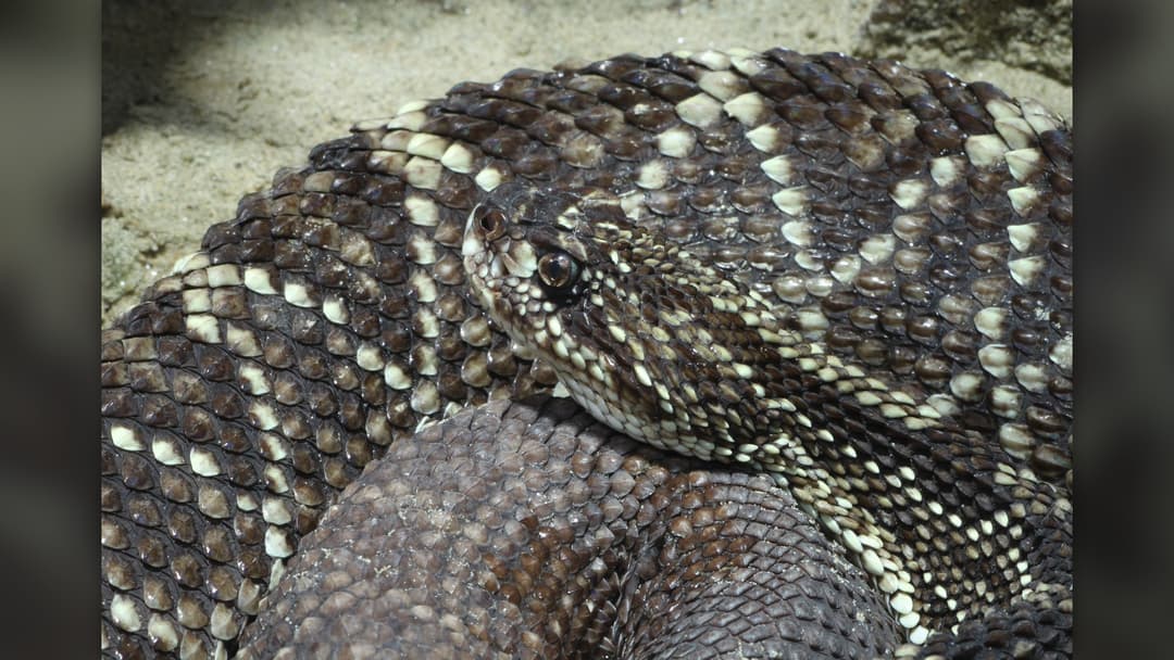 16. Rattlesnake: Freeze, Locate The Rattle, And Keep Limbs Still