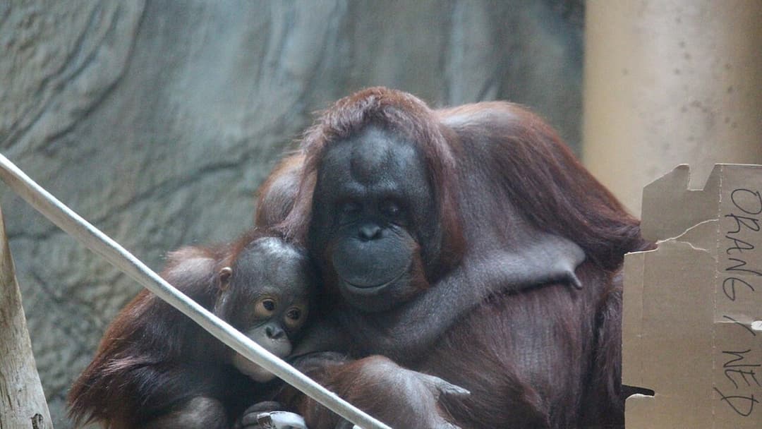25. Longest Childhood In Nature