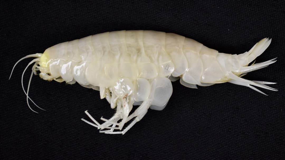 Macro photograph of an armored supergiant amphipod foraging on the deep sea floor.