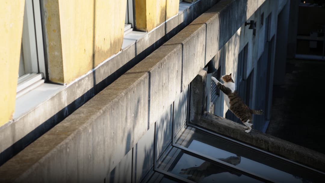 A brown tabby cat captured in mid-air during a dynamic vertical leap toward an open window ledge.