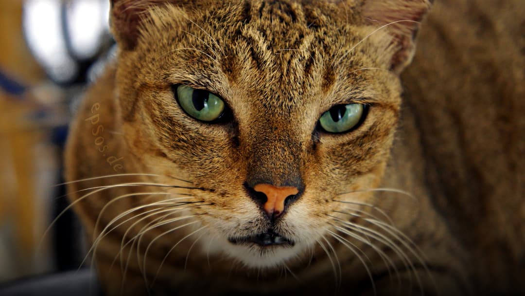 A curious cat with striking emerald green eyes gazing thoughtfully with intelligent, attentive expression.