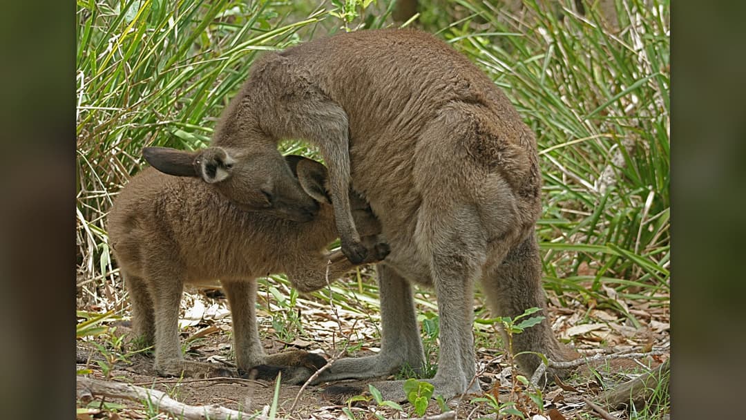 7. Kangaroo Joeys Climb Blind Into The Pouch