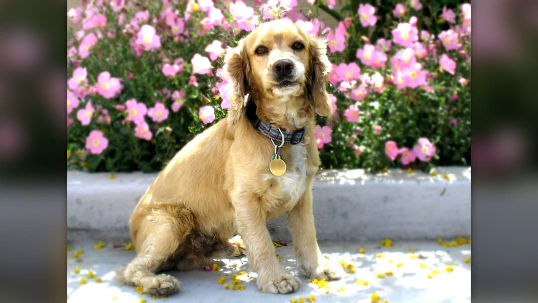 #2 Otitis Externa (Chronic Ear Infections)