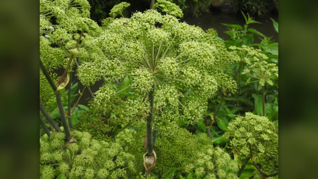 9. Giant Celery (75.4 Pounds)