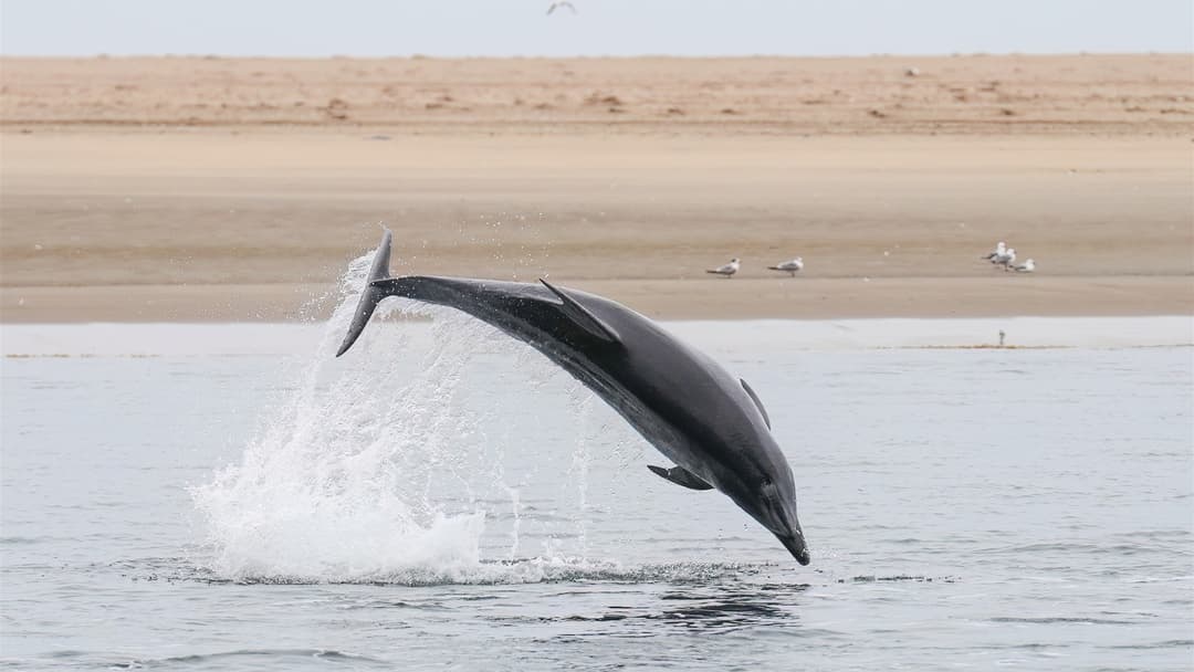 2. Bottlenose Dolphin (Signature Whistle Names And Marine Sponges)