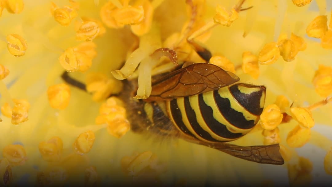 Vivid macro photograph of an eastern yellowjacket wasp perched on green garden vegetation.