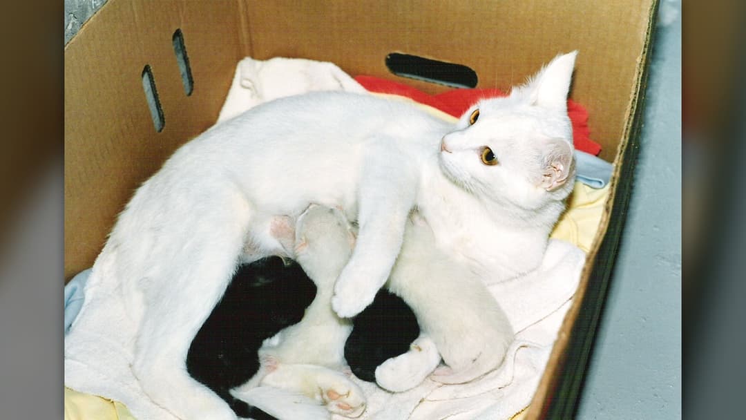 White mother cat nursing four kittens on blankets