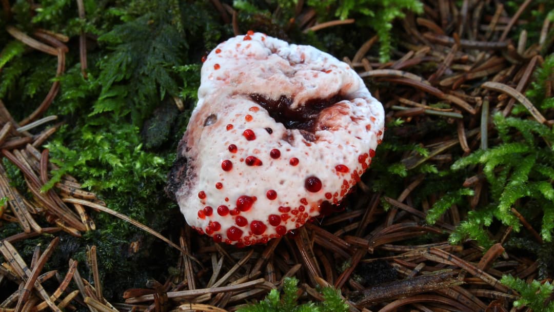 1. Bleeding Tooth Fungus: 5 To 10 Centimeters
