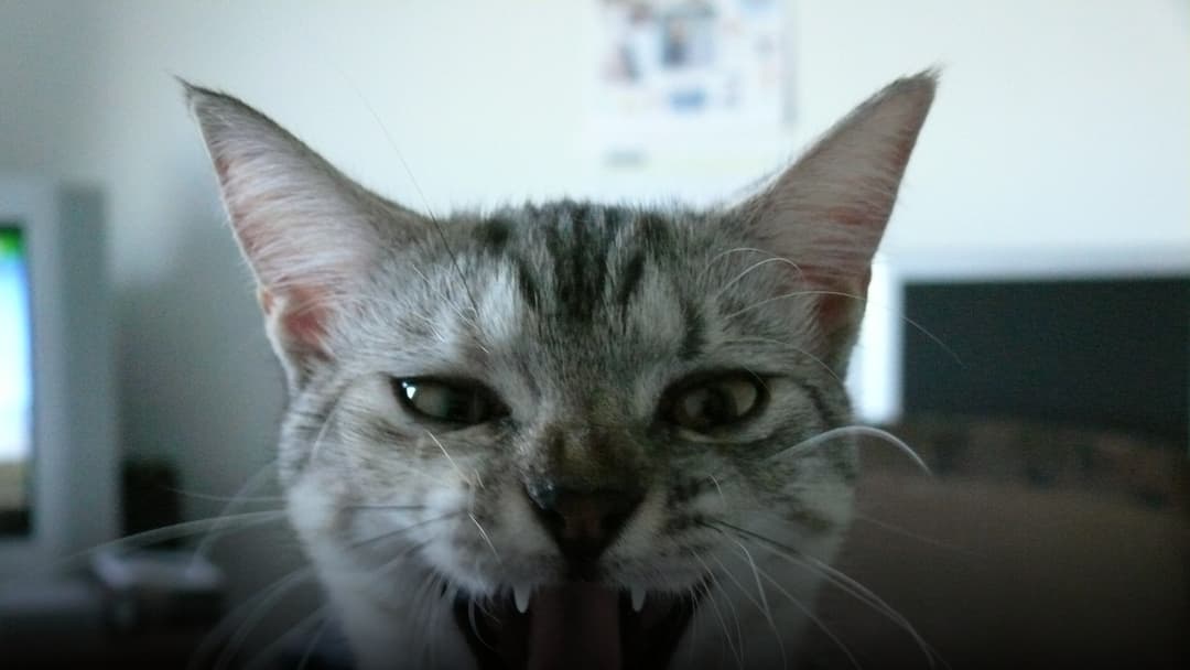 A macro close-up of a domestic cat's mouth open in a wide yawn, displaying sharp teeth and backwards-facing tongue papillae.