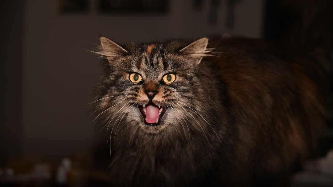 A majestic long-haired Maine Coon cat looking directly at the camera with its mouth wide open mid-meow.