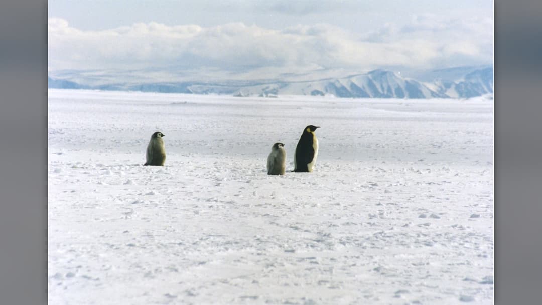 10. Penguin Chicks Balance Above Antarctic Ice