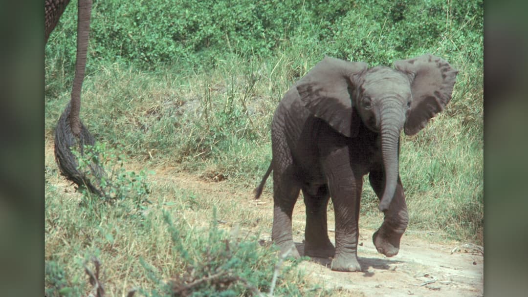 7. African Elephants: Subterranean Well Digging