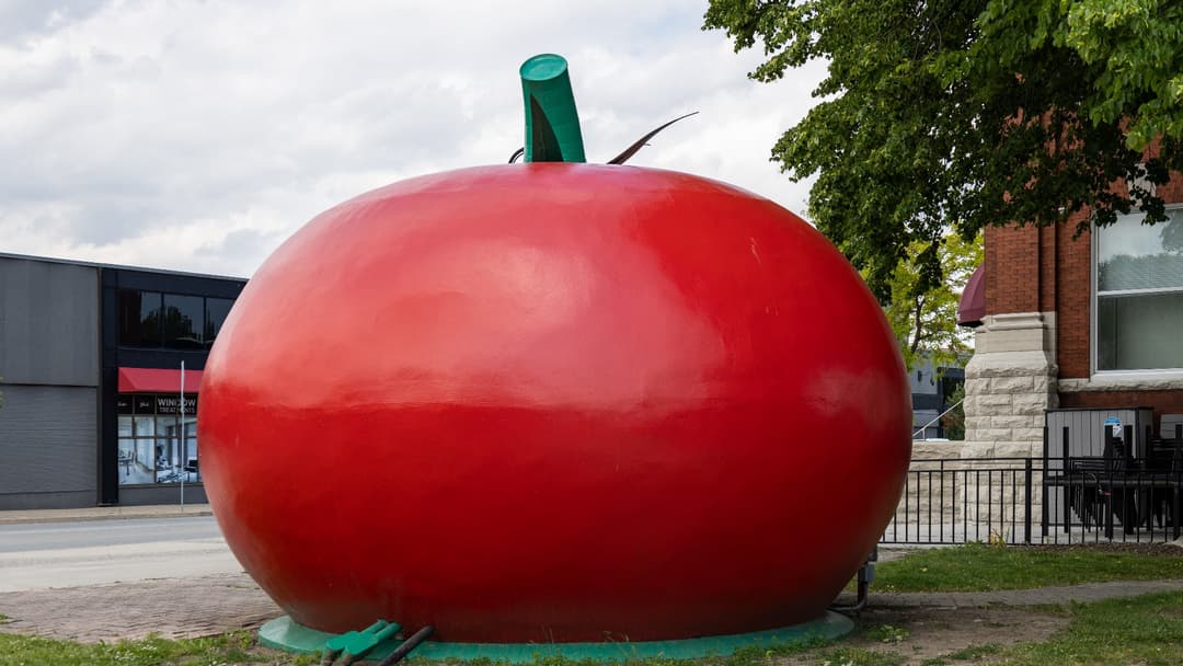 3. Giant Tomato (11.65 Pounds)