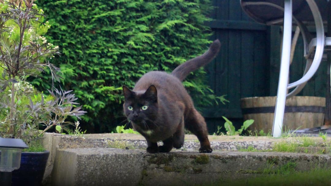 A domestic cat sprinting at high speed across a green meadow with paws outstretched in an aerodynamic dash.
