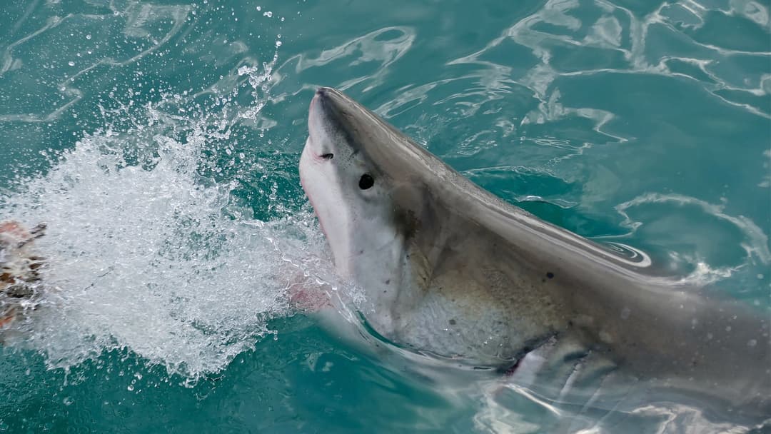 6. The Great White Reality