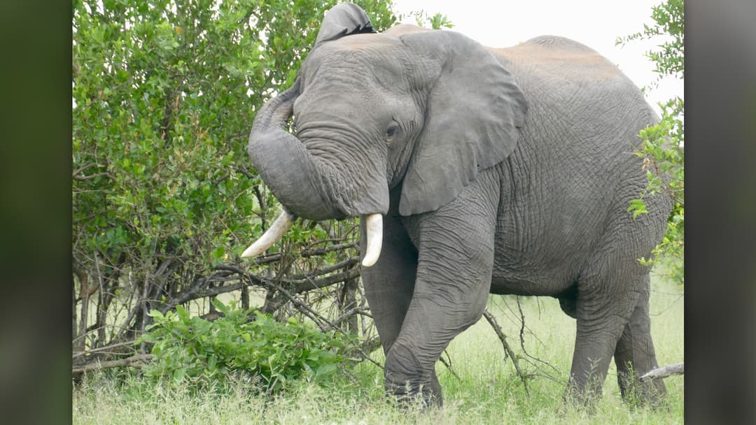 4. African Elephant: Infrasonic And Seismic Funnels