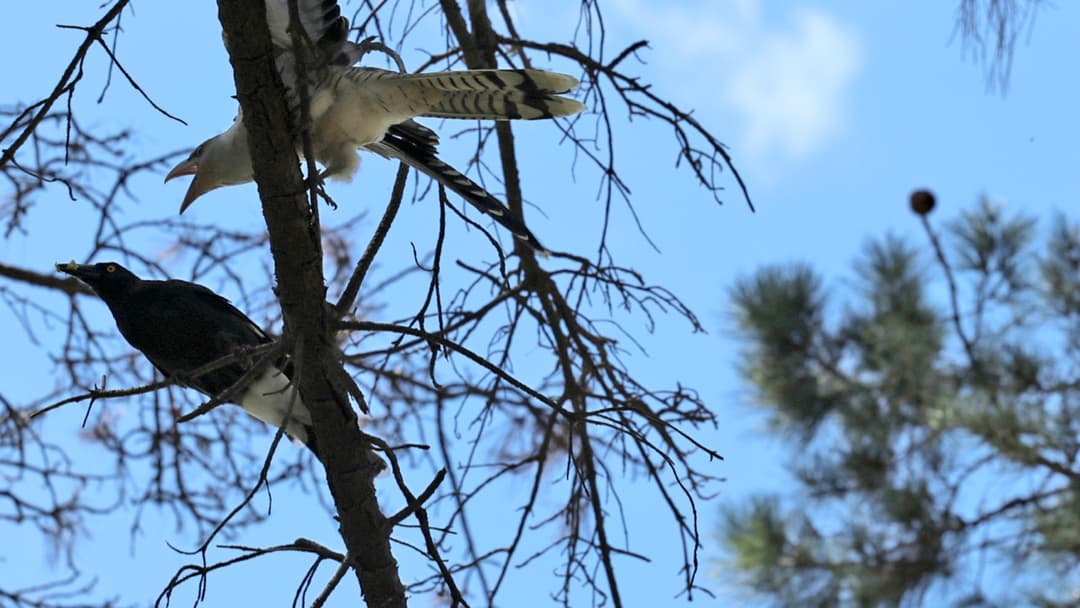 14. Cuckoo Chicks Monopolize Stolen Foster Nests