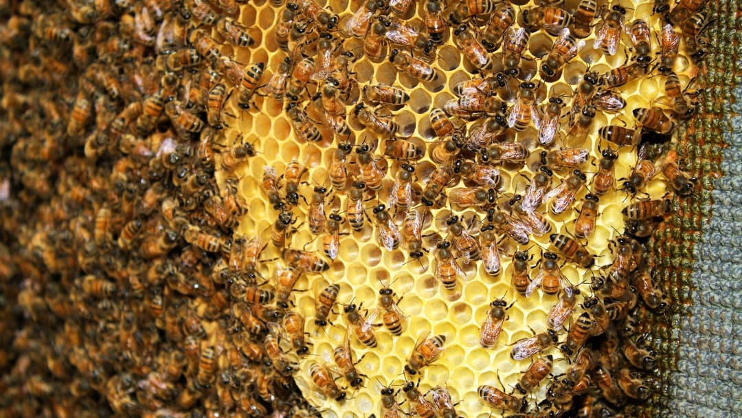 6. Days Thirteen To Seventeen Food Trophallaxis