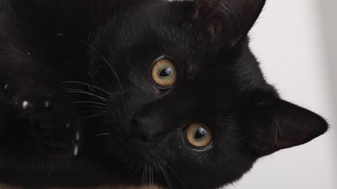 A sleek black cat with glowing green eyes