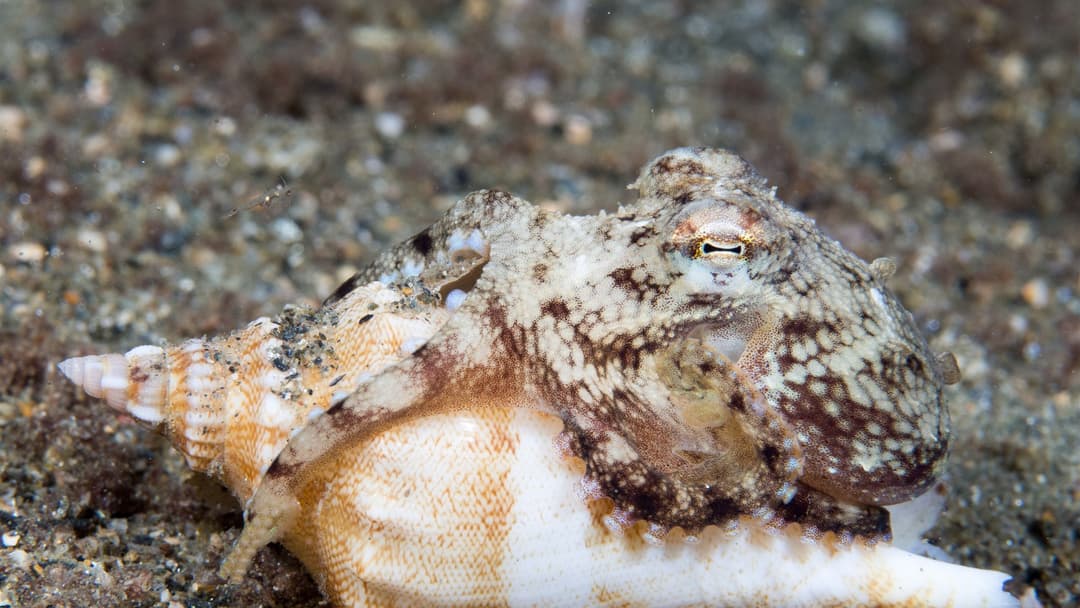 9. Veined Coconut Octopus (Assembling Shell Armor And Escaping Latch Jars)
