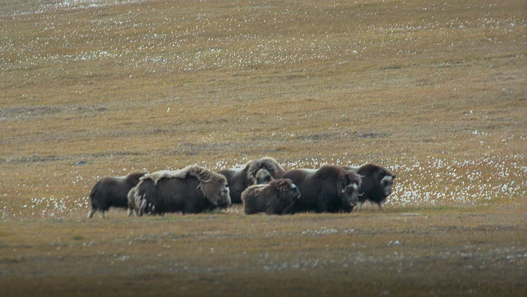 A massive shaggy muskox standing resilient in the vast Arctic tundra of Northeast Greenland National Park.