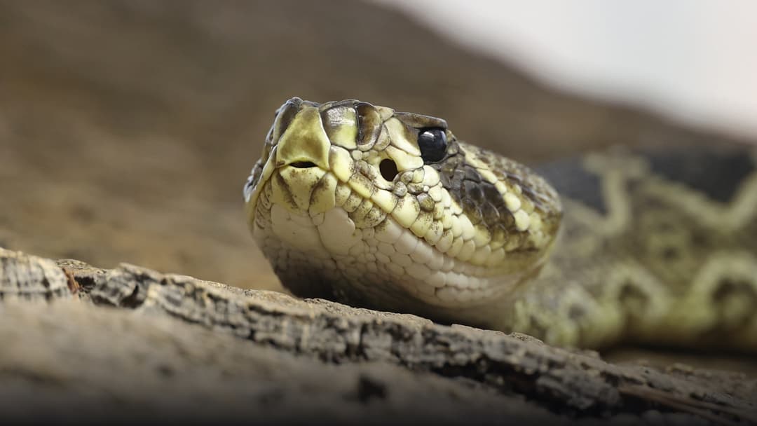 Heavy-bodied eastern diamondback rattlesnake coiled with its rattle erect in pine scrub.