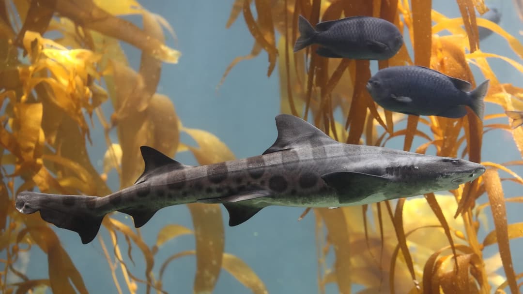 13. Leopard Sharks In The Kelp