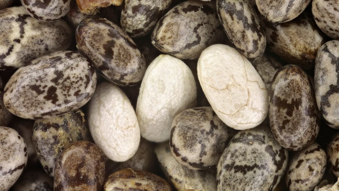 Detailed macro photograph of mottled gray, black, and white Salvia hispanica chia seeds.