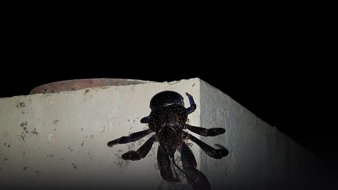 A large coconut crab displaying heavy armoured legs and powerful pinching claws on the ground.