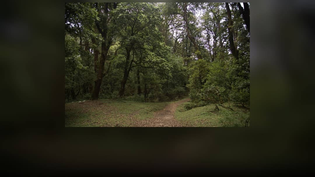 Dense woodland trees representing the isolated forest crime scene at dusk.