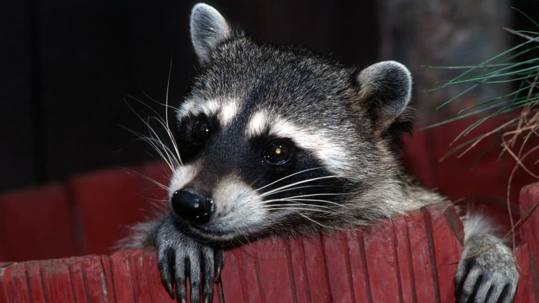 15. North American Raccoon (Cracking Multi-Latch Locks With 3-Year Memory)