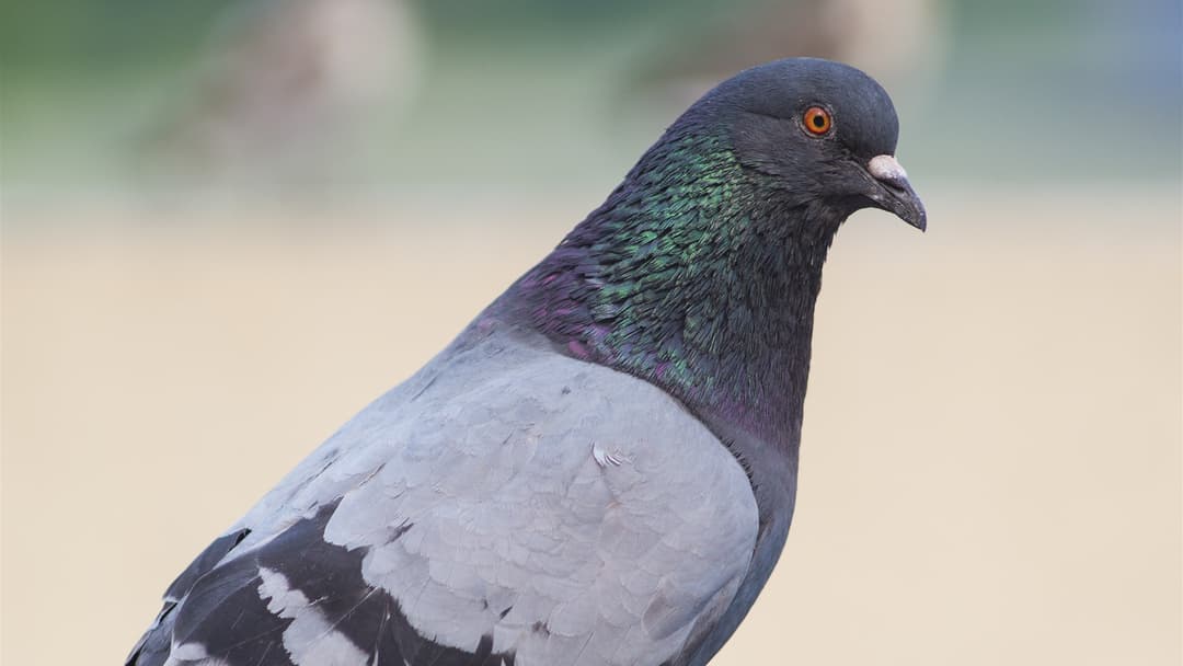 18. Rock Pigeon (Categorizing Written Words, Numbers, And Fine Art)